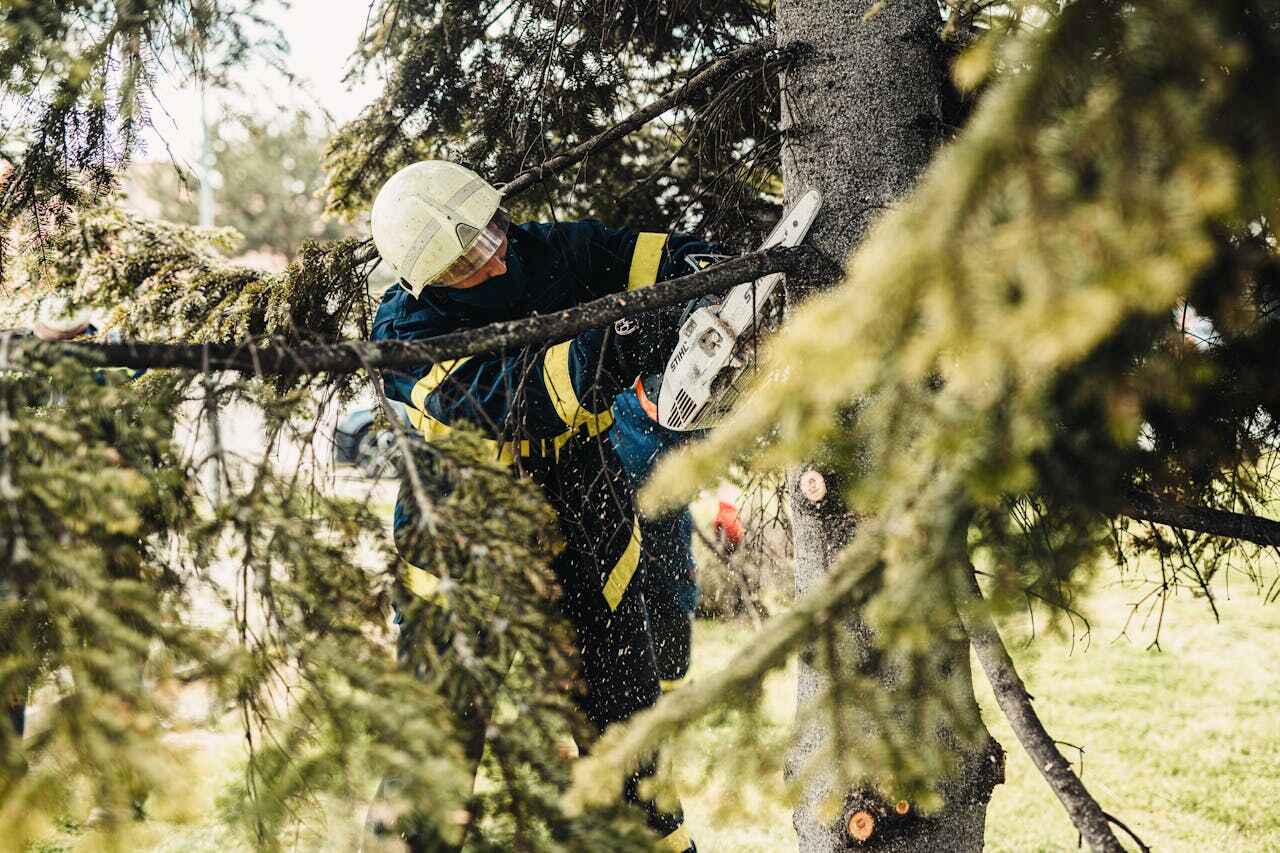 Best Tree Cutting Near Me  in Dasher, GA